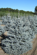 Spruce 'Baby Blue'