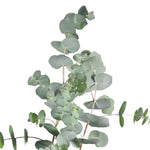 Eucalyptus 'Assorted'
