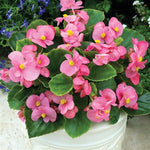 Begonia 'Bada Bing & Boom' Series