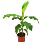 Banana Plant 'Basjoo'