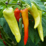 Sweet Pepper 'Banana'