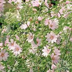 Mallow 'Barnsley Lavatera'