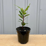 Bay Laurel