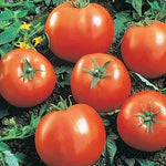 Tomato 'Beefsteak'