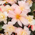 Begonia 'Double Delight Appleblossom'