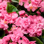 Begonia 'Double Up™ Pink'