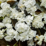Begonia 'Double Up™ White'