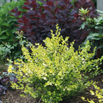 Birch 'Cesky Gold'