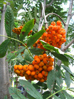 Mountain Ash 'Black Hawk'