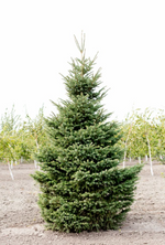 Spruce 'Black Hills'