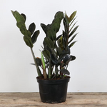 Zamioculcas 'Black ZZ'