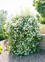 Mock Orange 'Blizzard'