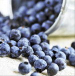 Native Wild Blueberry