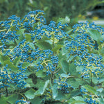 Viburnum 'Blue Muffin Arrowwood'