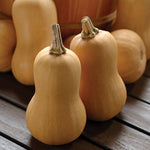 Squash 'Butterbaby'