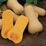 Squash 'Butternut'
