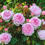 David Austin Rose 'Olivia Rose'