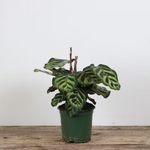 Calathea 'Peacock'