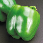 Sweet Pepper 'Green Bell'