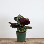Calathea 'Medallion'