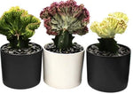 Euphorbia 'Lactea'