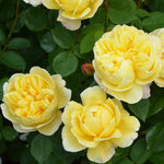 David Austin Rose 'Charles Darwin'