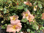 Rose 'Chinook Sunrise'