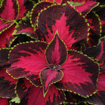 Coleus 'Chocolate Cherry'