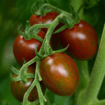 Cherry Tomato 'Chocolate Sprinkles'