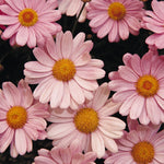 Argyranthemum 'Comet' Series