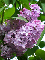 Lilac 'Common'