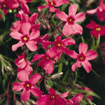 Moss Phlox 'Crimson Beauty'