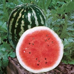 Melon 'Watermelon Crimson Sweet'