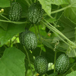 Cucumber 'Cucamelon'