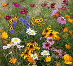 Cut Flower Blend wildflower