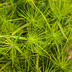 Grass 'Graceful Grasses® Queen Tut™