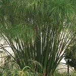 Grass 'Graceful Grasses® King Tut®