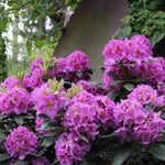 Rhododendron 'Dandy Man Purple'