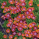 Delosperma Ice Plant 'Fire Spinner'