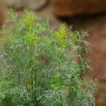 Dill 'Fern Leaf'