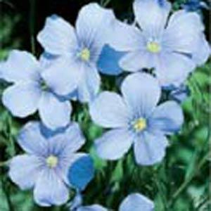 Flax 'Sapphire Blue'