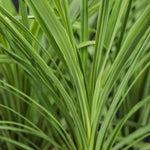 Dracena / Spikes