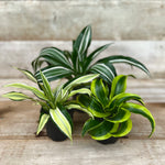 Dracena Dragon Tree - asst