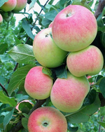 Apple Tree 'Dwarf Goodland'