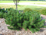Mugo Pine 'Dwarf Mugo'