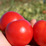Tomato 'Early Girl'