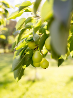 Pear Tree 'Early Gold'
