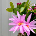 Easter Cactus