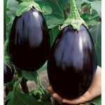 Eggplant