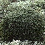 Thyme 'Elfin'